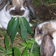 Image for article titled Why NFL Owners Won't End Marijuana Testing Even Though They Don't Want It Anymore